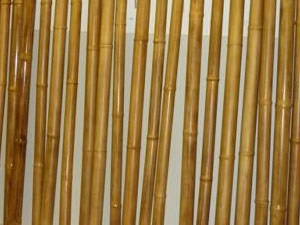 Bamboo